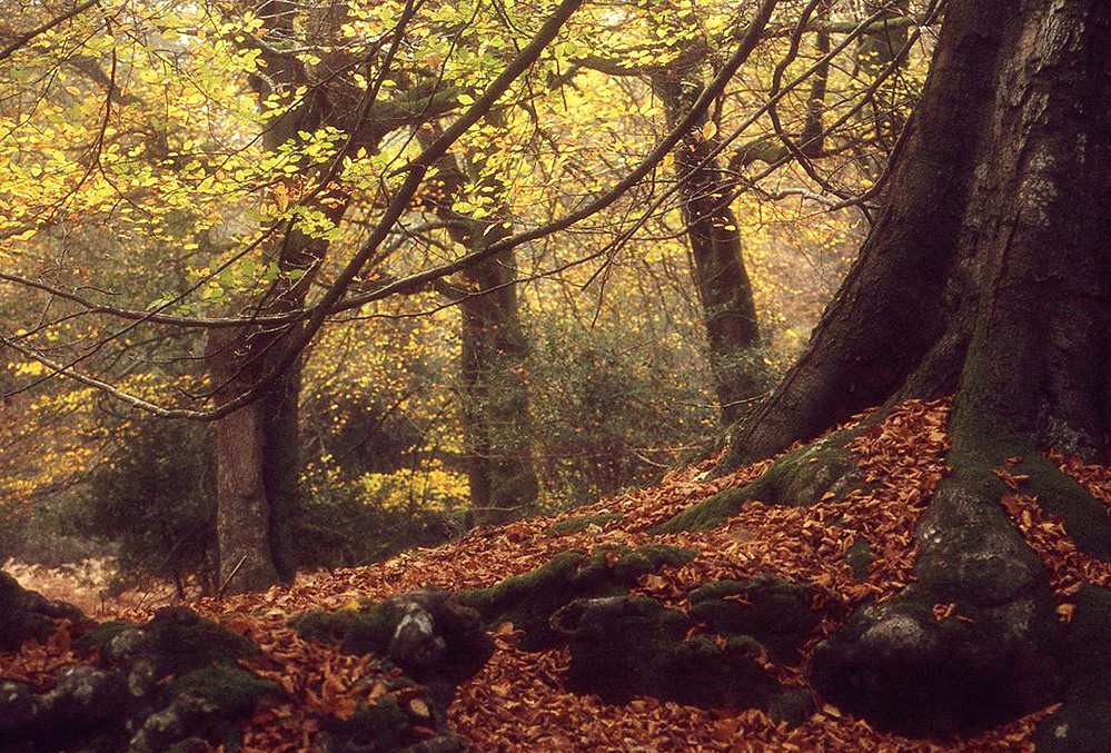 Autumn Beech Quartet, Brockis Hill